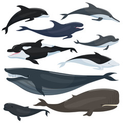 Sticker - Nautical collection of different underwater big fishes and mammals animals