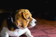© Pongsak - Old beagle dog with sad eyes and lonely. selective focus.