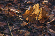 dried fallen leaves in the autumn forest