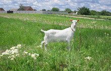 White Adult Goat Grasses On Summer Meadow At Village Countryside