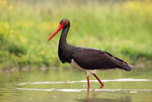 The Black Stork (Ciconia Nigra) Standing In Shallow Water Of A Pond With Banks Of Green.Large Bird In The Stork Family Ciconiidae.