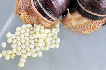 Giant african Achatina fulica snail lays eggs.