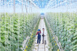© Seventyfour - Wide angle portrait of chief supervisor talking to female worker while checking plants in greenhouse of modern vegetable plantation