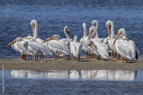 Fotografija Breeding adult American White Pelicans (Pelicanus erythrorhynchos)