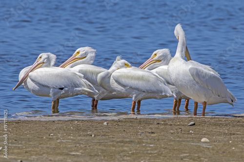 Fotografija Breeding adult American White Pelicans (Pelicanus erythrorhynchos)