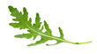 Rucola or arugula leaf isolated on white background