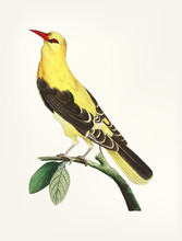 Illustration Of A Yellow Bird