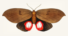 Illustration Of A Butterfly