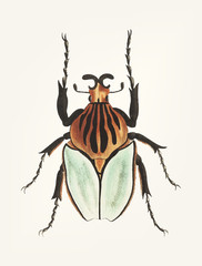 Sticker - Illustration of an insect