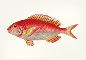 Sticker - Illustration of a fish