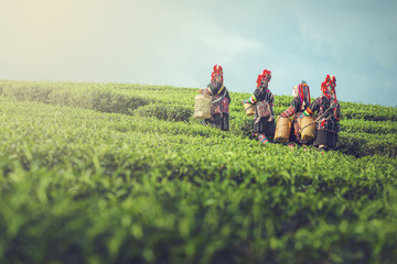 Akha Women from Thailand picking tea leaves on tea plantation at Chui Fong , Chiang Rai, Thailand.