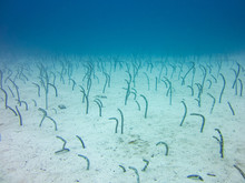 Underwater Garden Eels Sticking Their Heads Out Of Sand