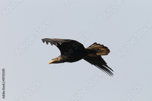 Bald Eagle Oregon Coast Usa Buy This Stock Photo And