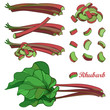 Vector set with outline Rhubarb or Rheum vegetable in red and green isolated on white background. Contour cut and whole stalk pieces, ornate leaf and Rhubarb bunch for organic food design.