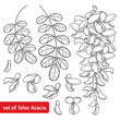 Vector set of outline white false Acacia or black Locust or Robinia flower bunch, bud and leaves in black isolated on white background. Blooming Acacia in contour for spring design or coloring book.