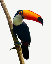 Toucan Toco Bird Sitting On A Branch Of Tree Isolated On White Backgrpound. Toco Toucan (Ramphastos Toco), Also Known As The Common Toucan