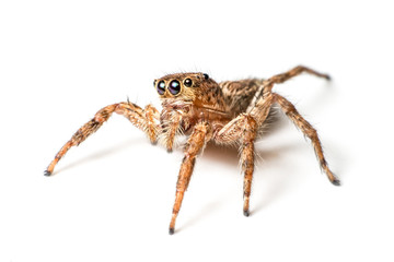 jumping spider on white background