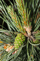 Macro in front of Caucasian young green pine cone Pinus in branches and needles