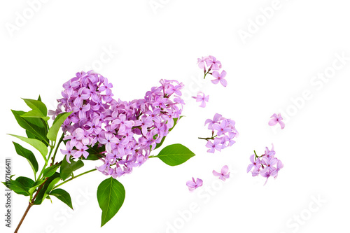 Obraz na PCV lilac flower on old wooden background