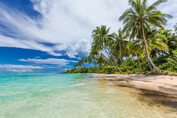 Wall Mural - wild beach with palm trees on south side of upolu, samoa islands