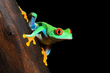 Red-eye Tree Frog  Agalychnis Callidryas
