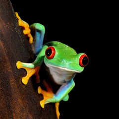 red-eye tree frog  Agalychnis callidryas