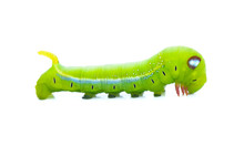 Green Worm Caterpillars Animals Isolate On White Background