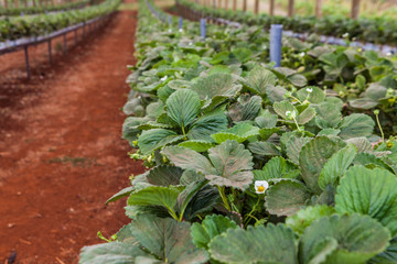 Closeup of strawbery plants growing in greenhouse. Shallow depth of field.