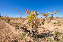 Cluster Of Green Wine Grapes Hanging In Withered Vine Branch Of Vineyard, In Winter Or Autumn Season, In Castile, Spain, Europe
