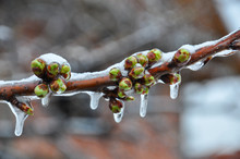 Ice On Branch With Spring Buds. Damage To The Orchard. Weather Condition, Frost And Agriculture Disaster
