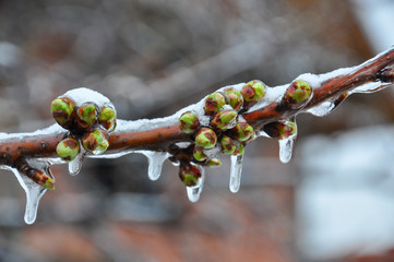 Ice on branch with spring buds. Damage to the orchard. Weather condition, frost and agriculture disaster