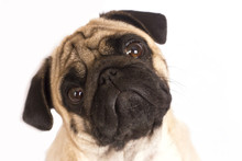 The Pug Dog Sits And Looks Directly Into The Camera. Sad Big Eyes.