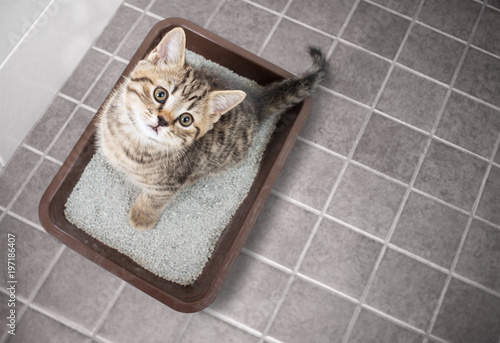 Photographie Cat top view sitting in litter box with sand on bathroom floor