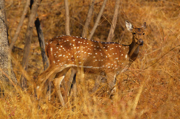 Wall Mural - Spotted Deer of Chital at Sagareshwar wildlife sanctuary, Sangli, Maharashtra