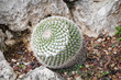 Detail eines Kaktus, Pflanze, Blüte, Natur