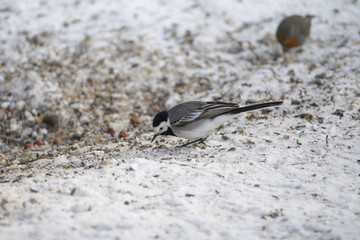 Wall Mural - A wagtail runs freezing through the snow