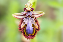 Wild Orchid In Field