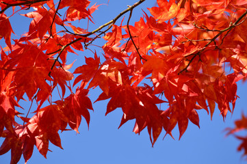 maple leaves that change to red leaves with blue sky on the background.