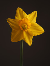 Beautiful Daffodil On A Dark Background
