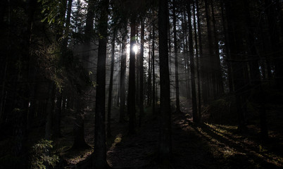  dramatic backlight in the woods