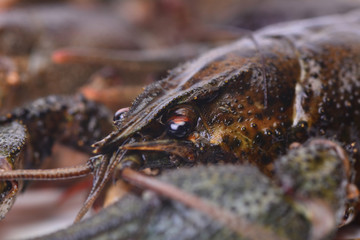 Canvas Print - Crayfish