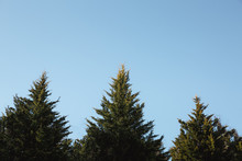 Treetops Of Pine Trees Against Blue Sky