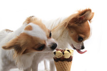 Two Chihuahua Are Eating Ice Cream
