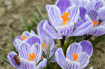 Crocuses are blue and violet in early spring under the sun.