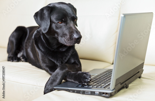 Plakat Czarny labrador przy użyciu komputera