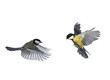 pair of birds blue Tits flying to meet wings and feathers on white isolated background