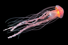 3d Rendering Of Pink Jellyfish Isolated On Black Background.
