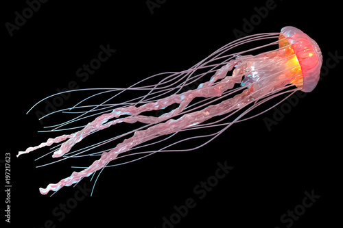 3d rendering of pink jellyfish isolated on black background. Tableau sur Toile