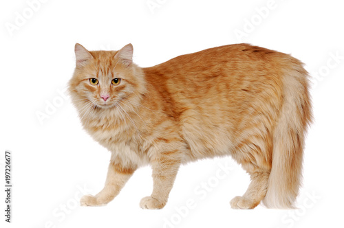 Long Haired Red Adult Cat Standing Against White Background Buy