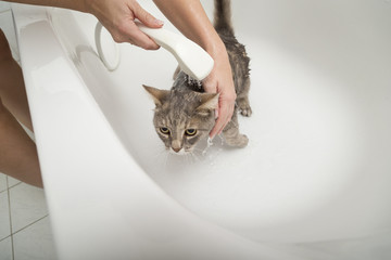 Wall Mural - Cat taking a bath